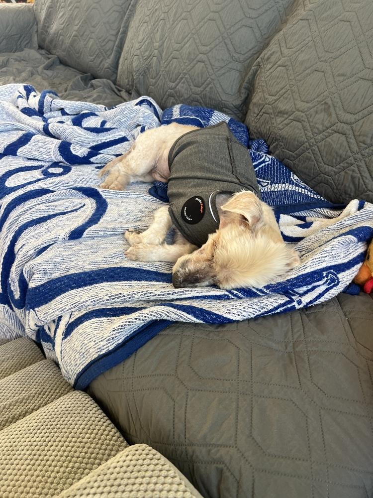 Tobi, Adoptable, Senior Male Poodle & Terrier.