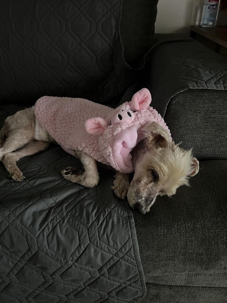 Enlarge Tobi, a Adoptable mixed breed in ventura, CA image 2/4