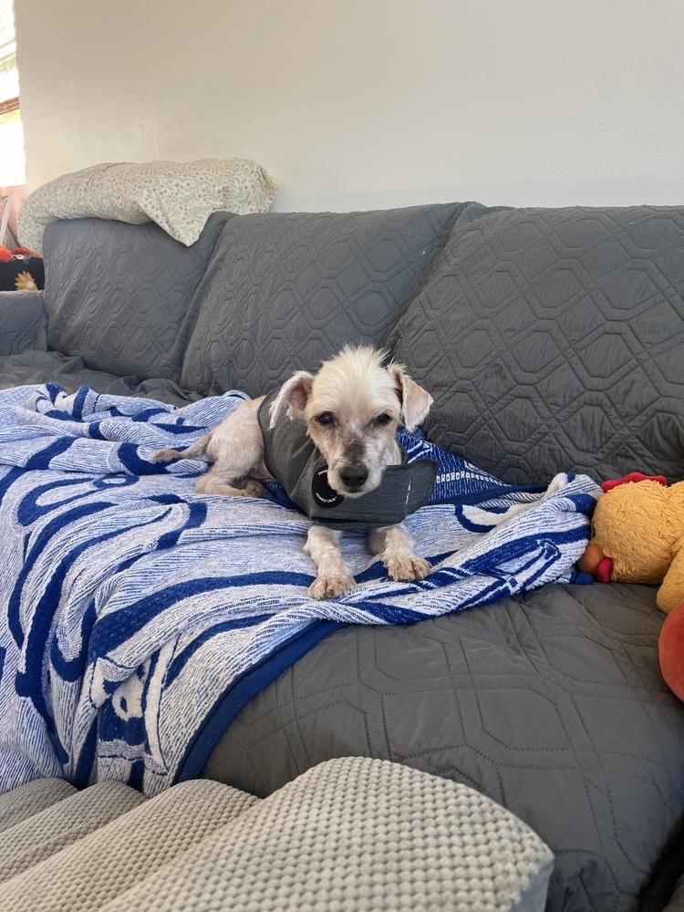 Enlarge Tobi, a Adoptable mixed breed in ventura, CA image 3/4