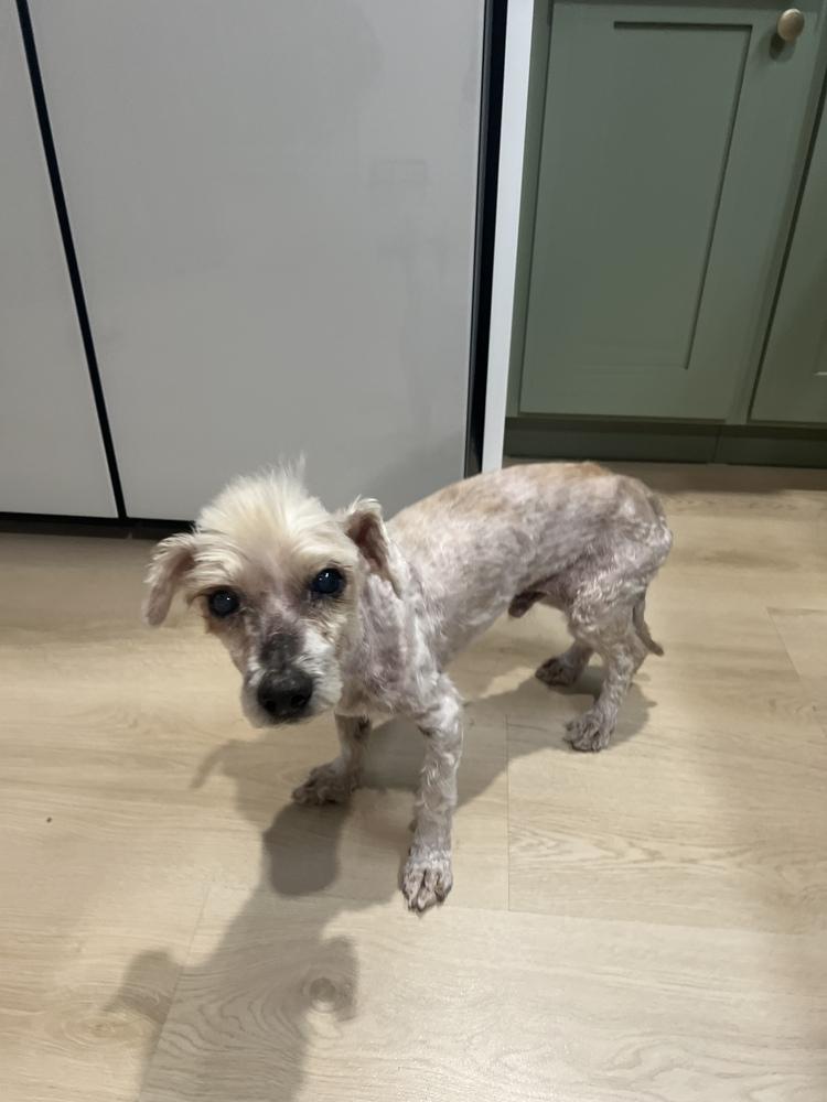 Enlarge Tobi, a Adoptable mixed breed in ventura, CA image 4/4