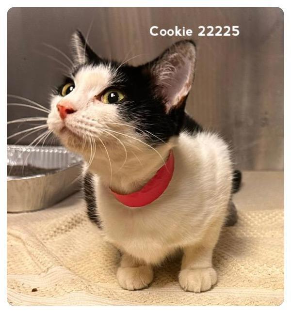 Cookie(629), Adoptable, Young Female Domestic Short Hair.