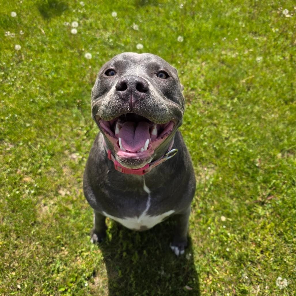 Daisy, a Adoptable mixed breed in Alma, WI image 1/6