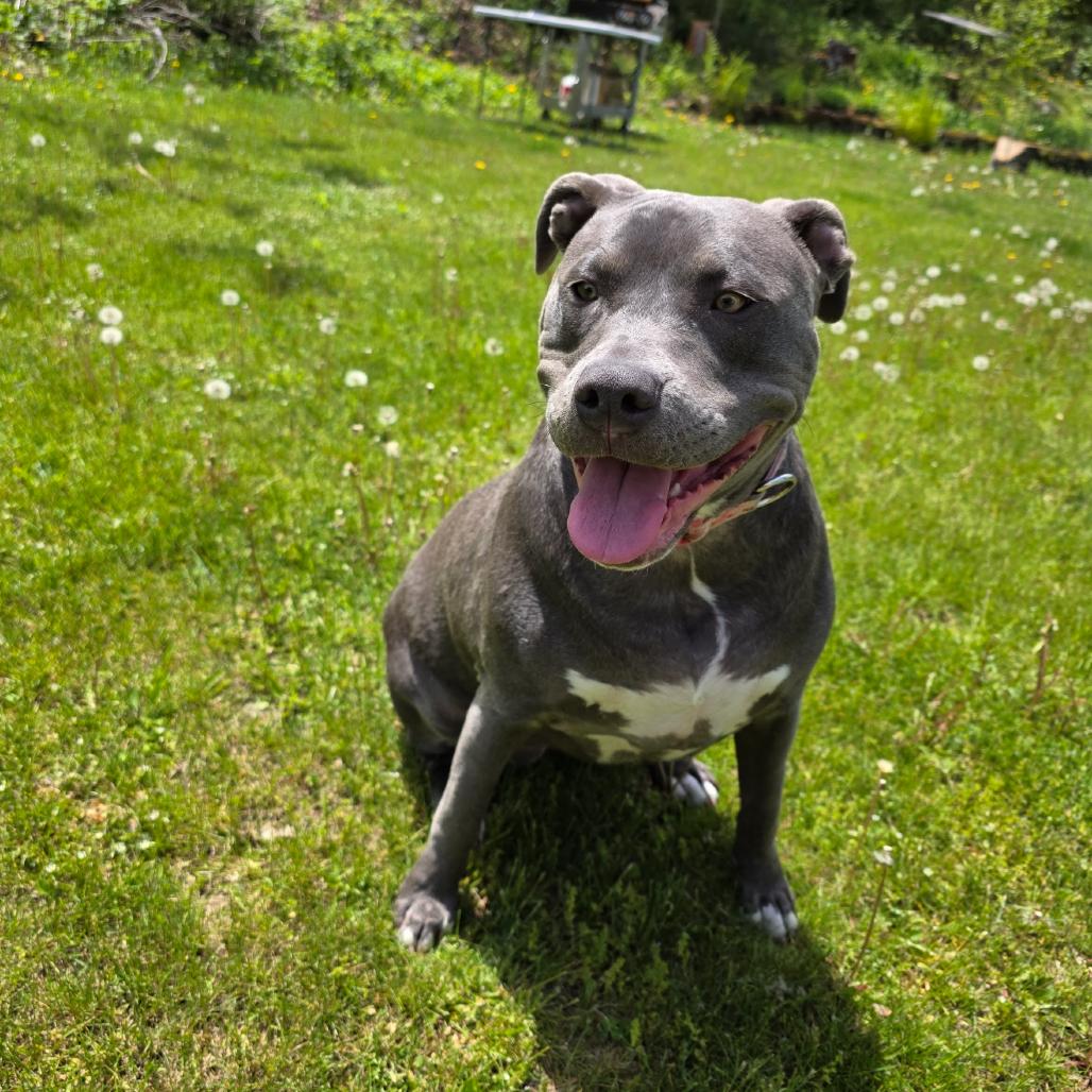 Daisy, a Adoptable mixed breed in Alma, WI image 2/6
