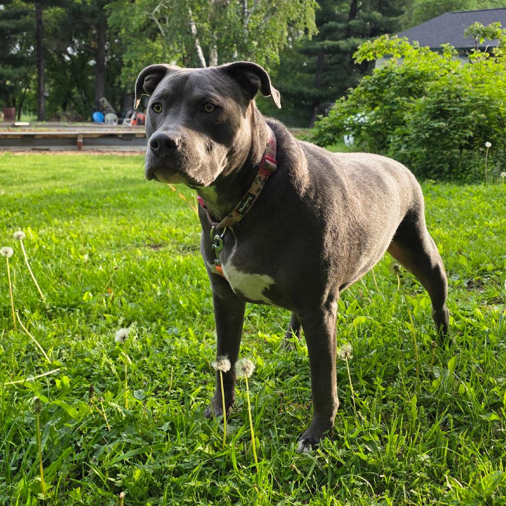 Daisy, a Adoptable mixed breed in Alma, WI image 4/6
