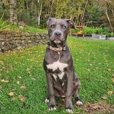Daisy, a Adoptable mixed breed in Alma, WI image 5/6
