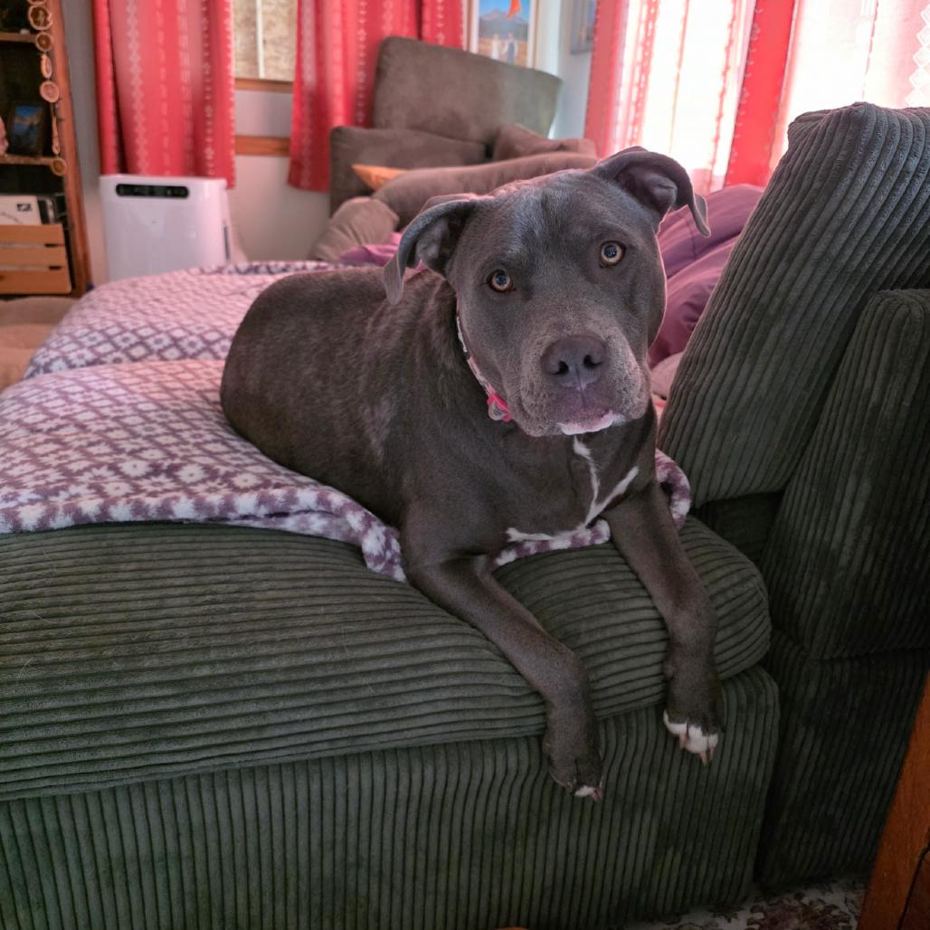 Daisy, a Adoptable mixed breed in Alma, WI image 6/6