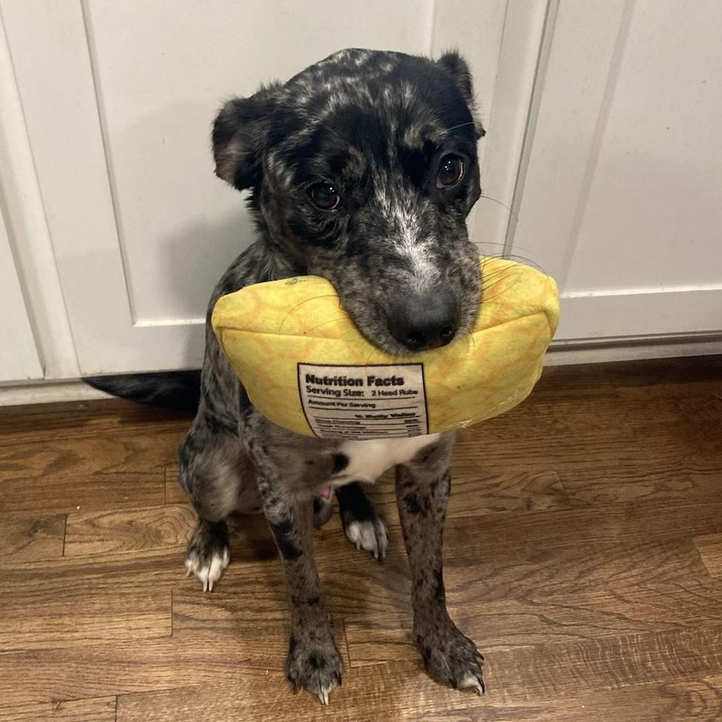 Enlarge Joss, a ADOPTABLE mixed breed in Columbia, SC image 2/6