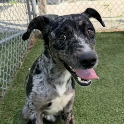Enlarge Joss, a ADOPTABLE mixed breed in Columbia, SC image 6/6