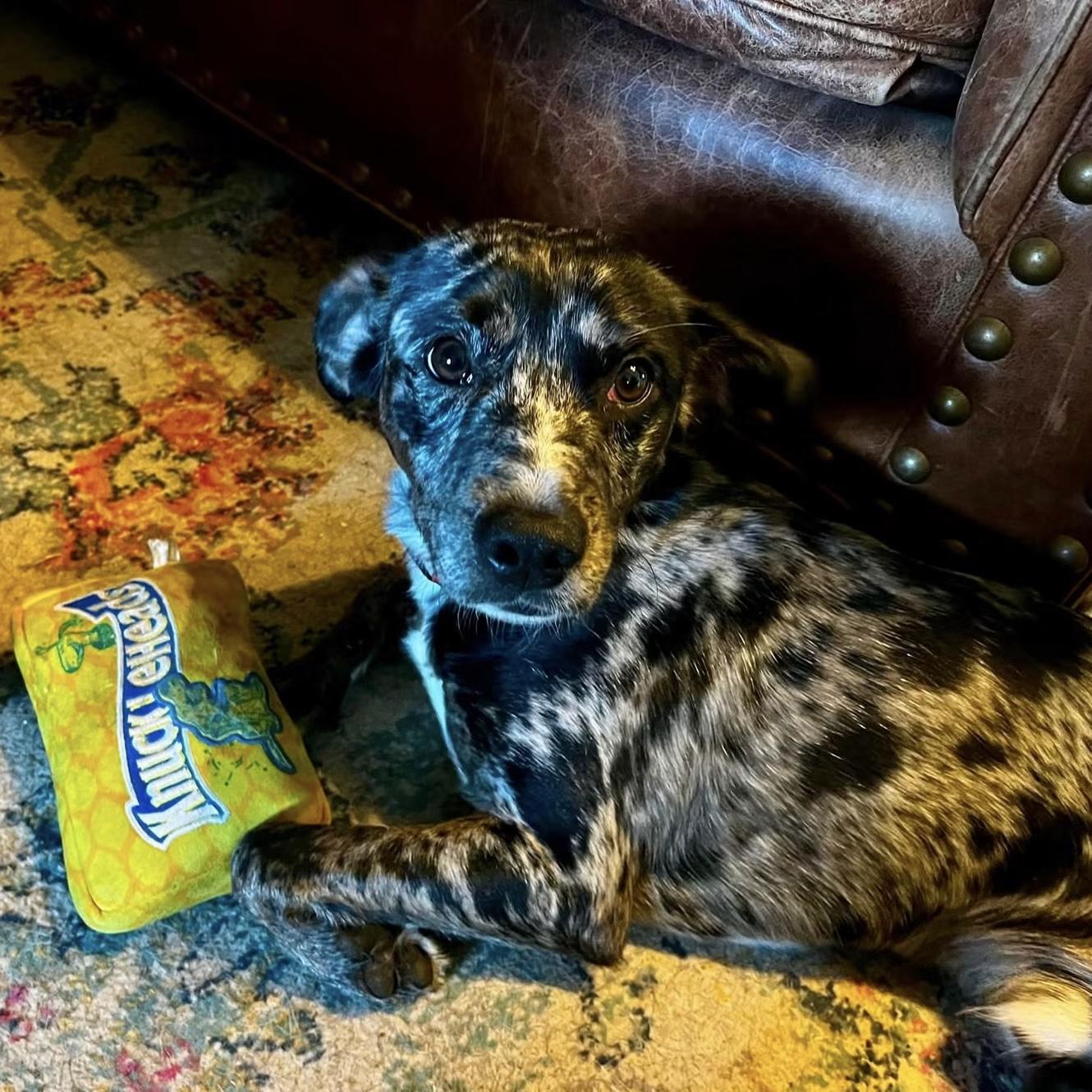 Enlarge Joss, a ADOPTABLE mixed breed in Columbia, SC image 5/6
