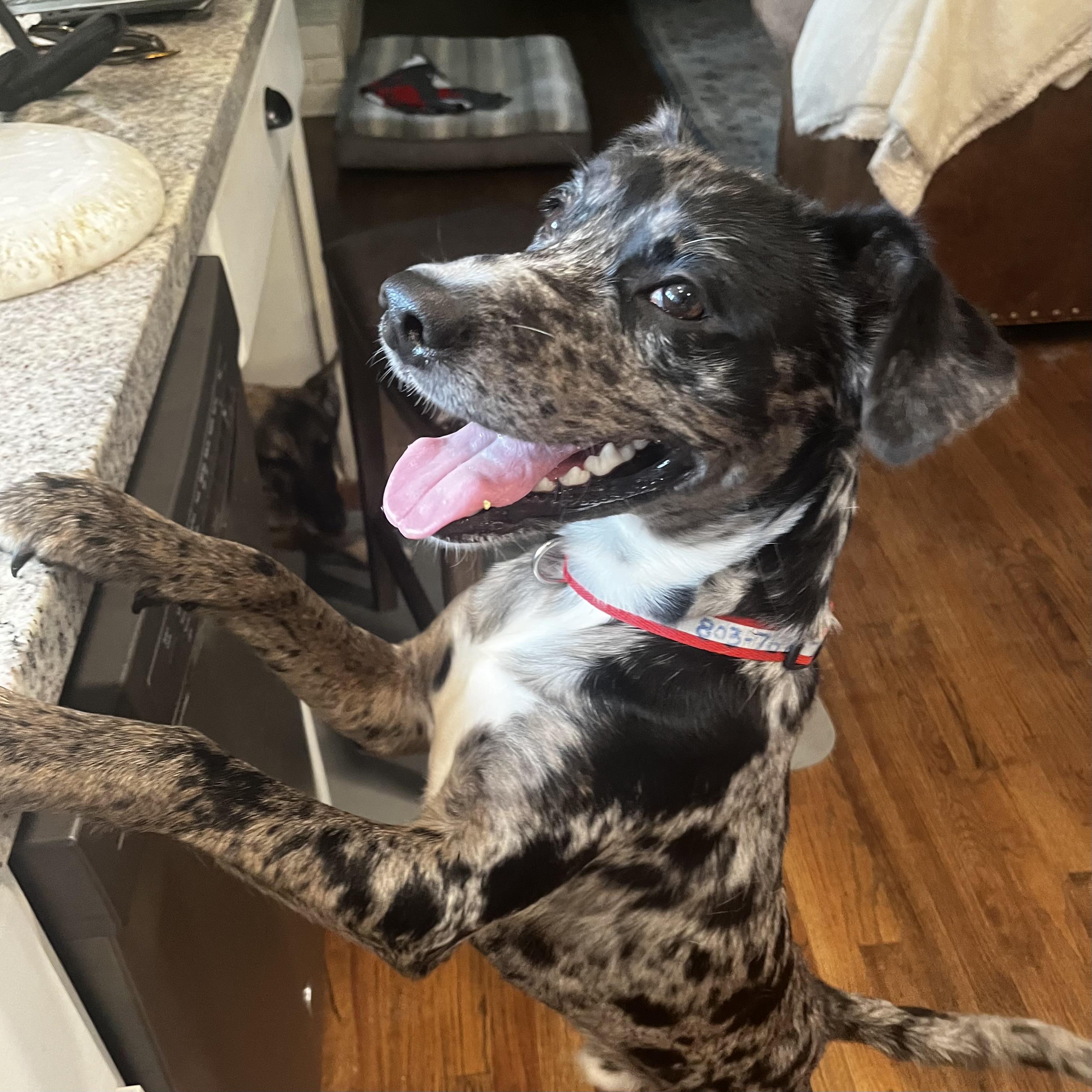 Enlarge Joss, a ADOPTABLE mixed breed in Columbia, SC image 3/6