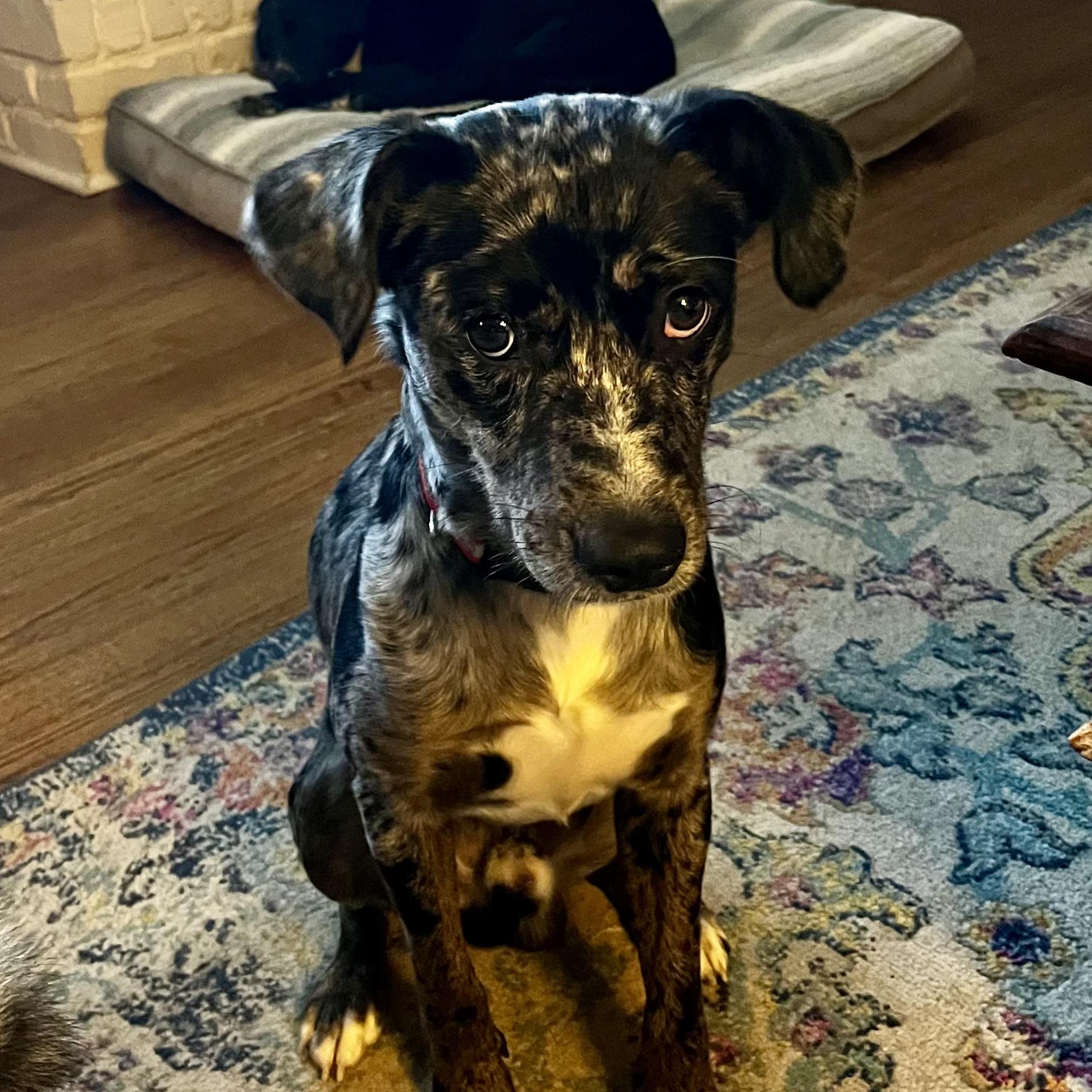 Enlarge Joss, a ADOPTABLE mixed breed in Columbia, SC image 4/6