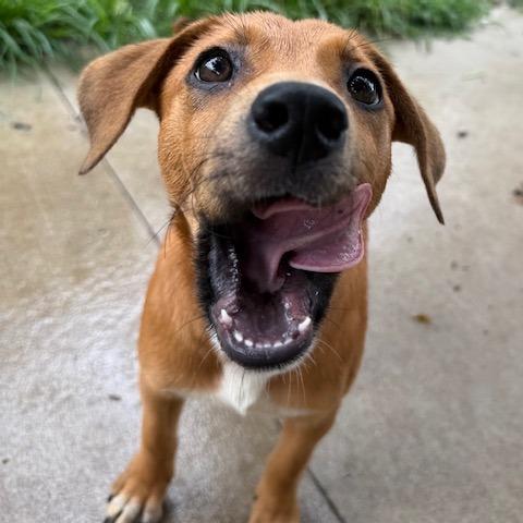 Vega, Adoptable, Young Female Cattle Dog & Mixed Breed.