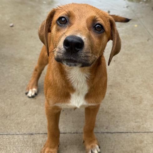 Vega, a Adoptable mixed breed in Kansas City, MO image 2/6