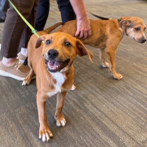 Vega, a Adoptable mixed breed in Kansas City, MO image 3/6