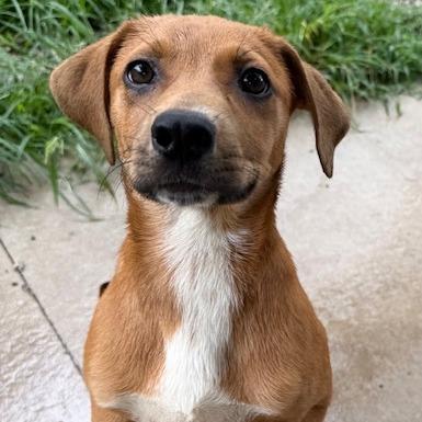 Vega, a Adoptable mixed breed in Kansas City, MO image 4/6