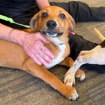Vega, a Adoptable mixed breed in Kansas City, MO image 5/6