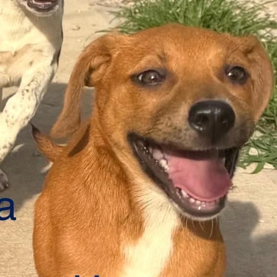 Vega, a Adoptable mixed breed in Kansas City, MO image 6/6
