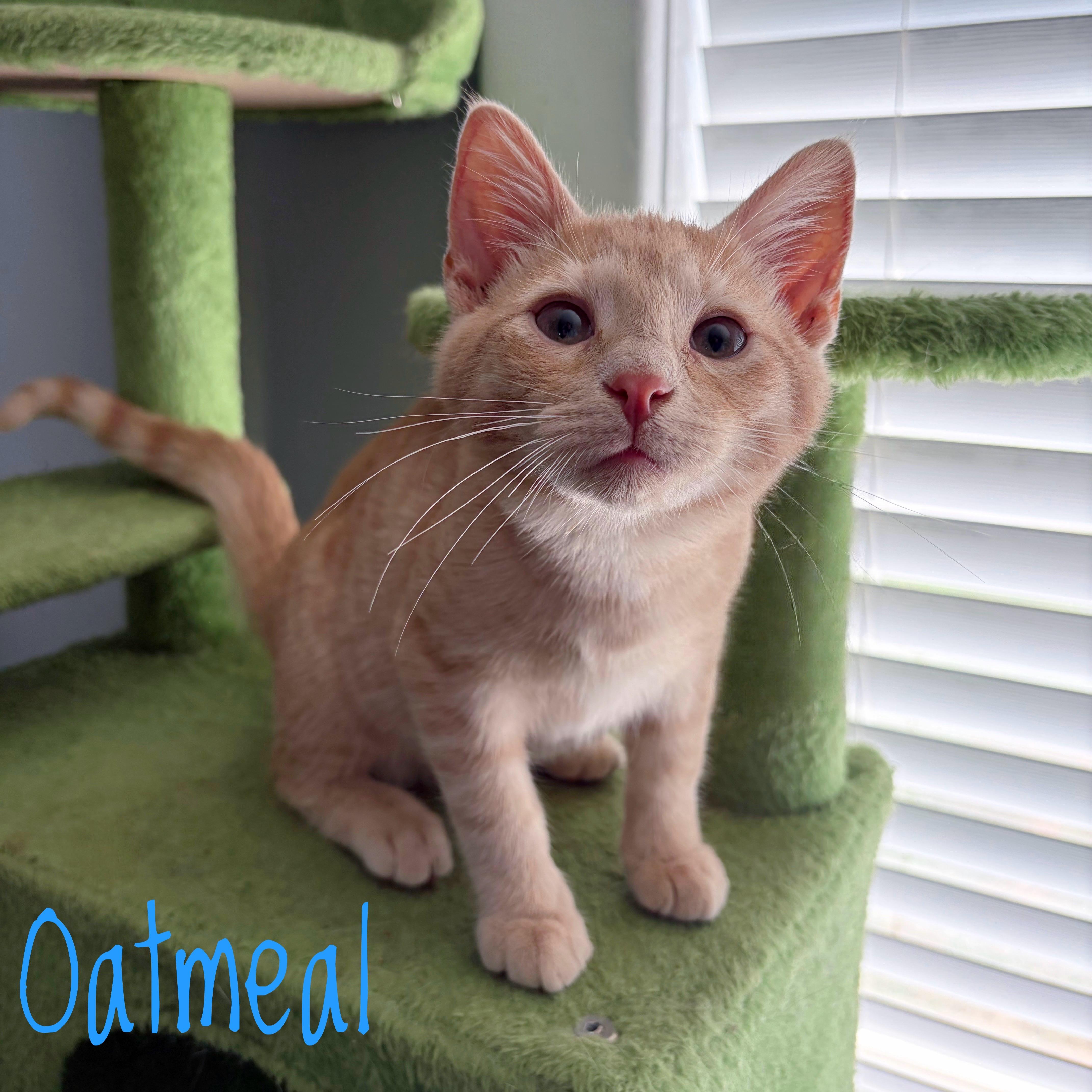 Enlarge Oatmeal, a Adoptable Domestic Short Hair in Bethel, OH image 2/3