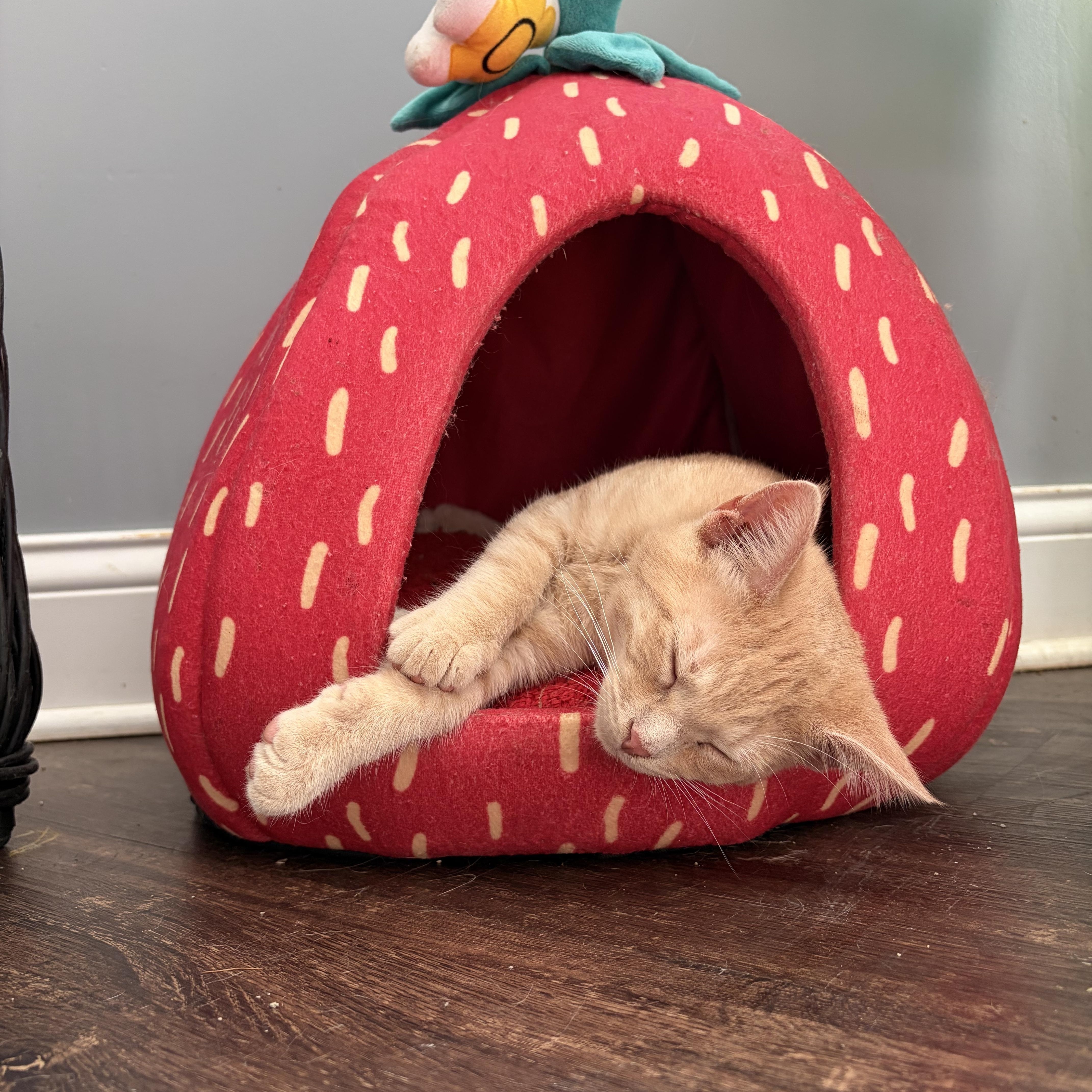Enlarge Oatmeal, a Adoptable Domestic Short Hair in Bethel, OH image 3/3