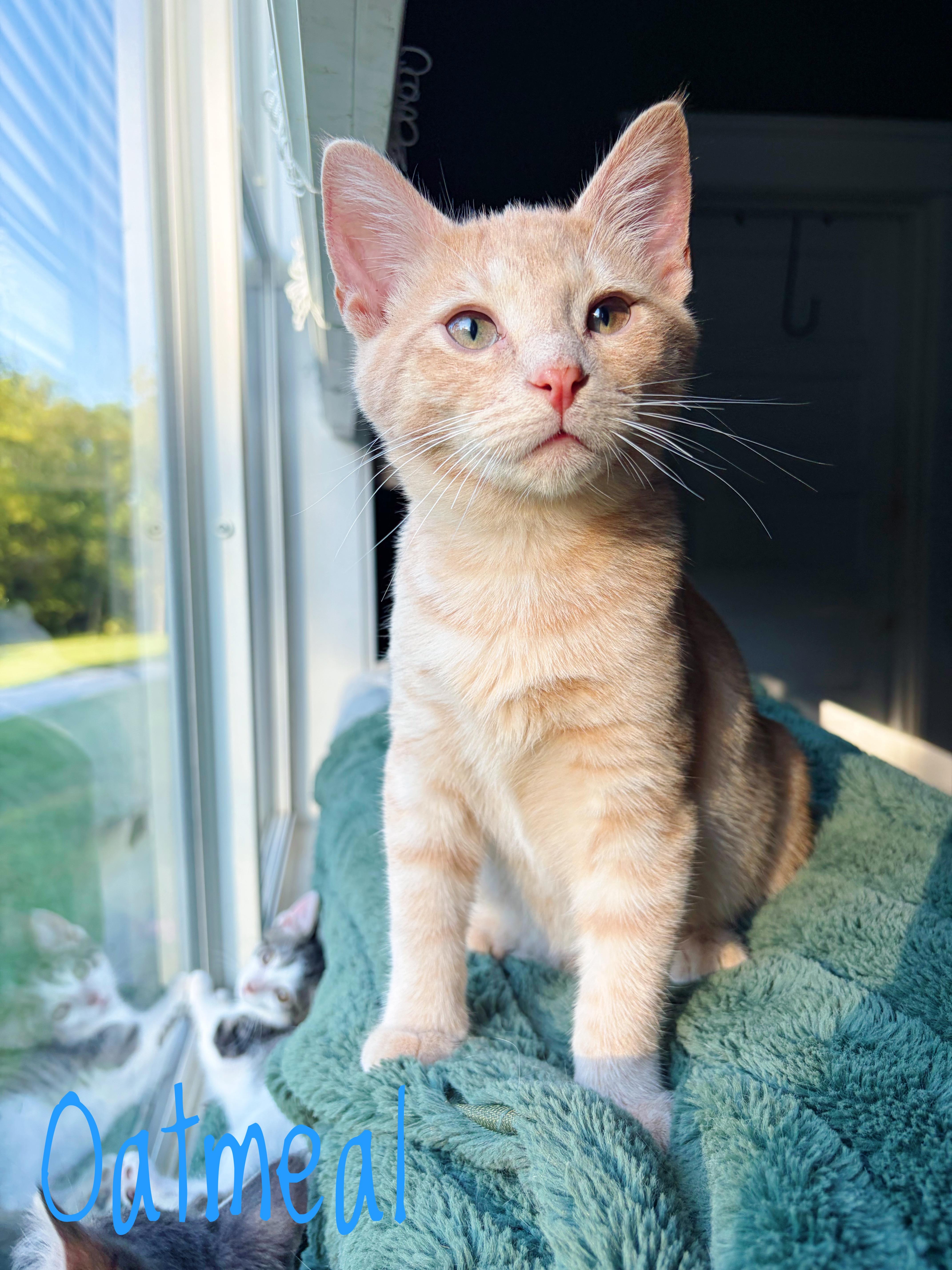 Oatmeal, Adoptable, Kitten Male Domestic Short Hair.