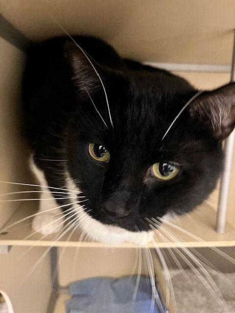 Droid, a Adoptable Domestic Short Hair in Webster, WI image 1/3