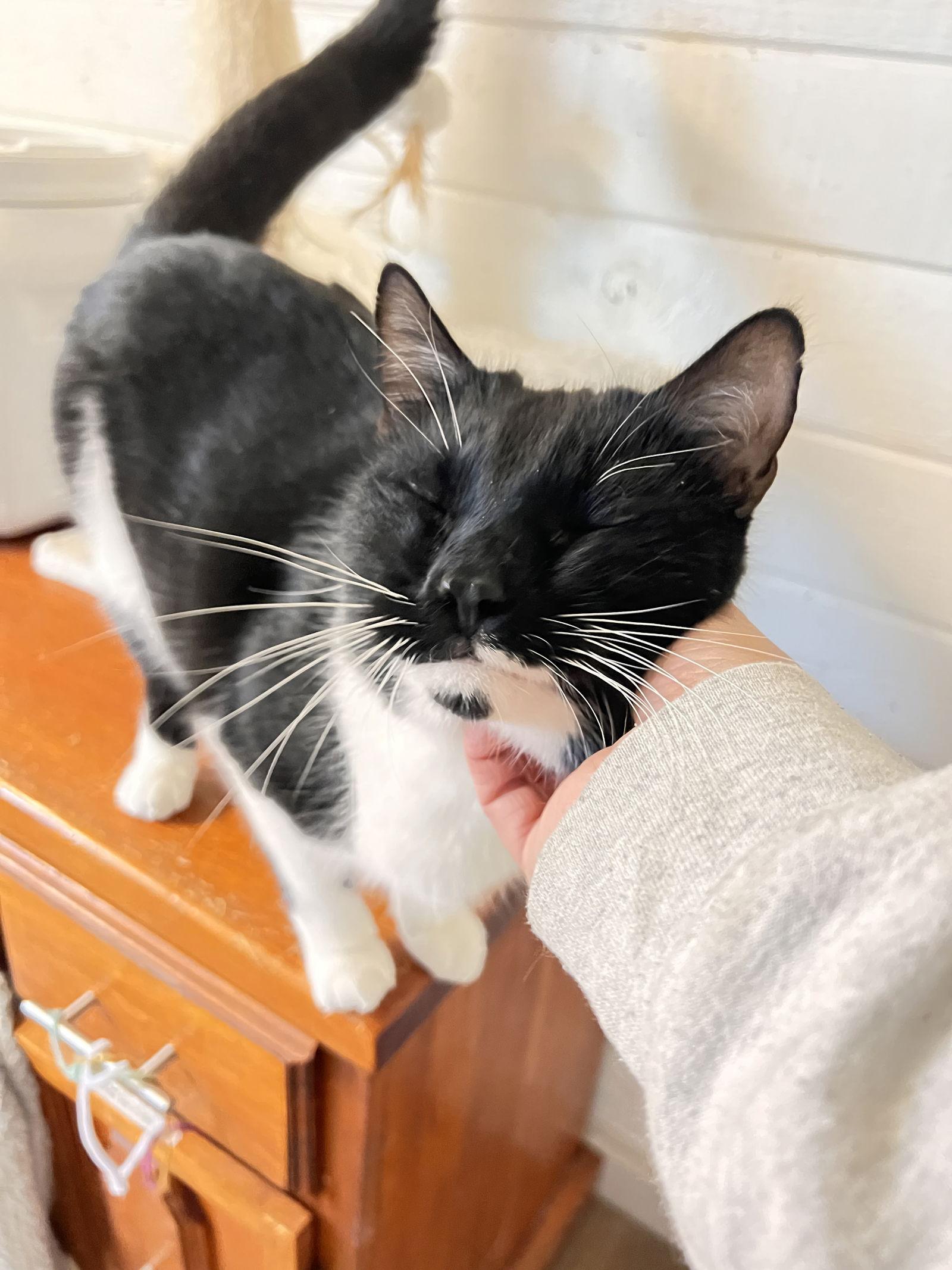 Droid, a Adoptable Domestic Short Hair in Webster, WI image 2/3