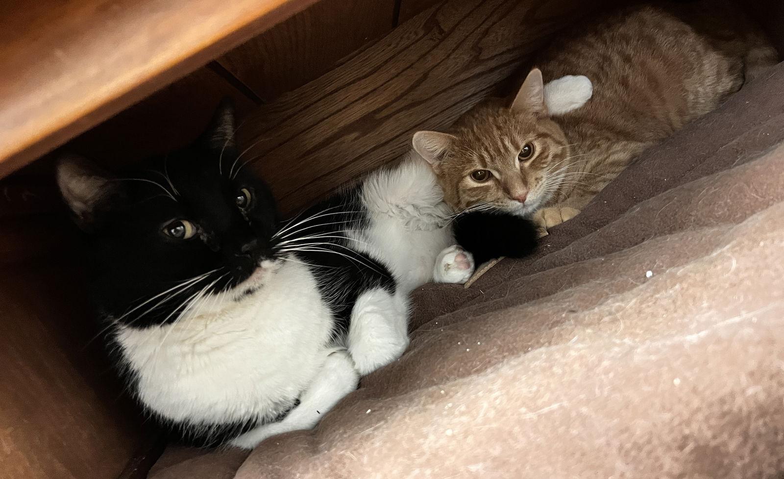 Droid, a Adoptable Domestic Short Hair in Webster, WI image 3/3