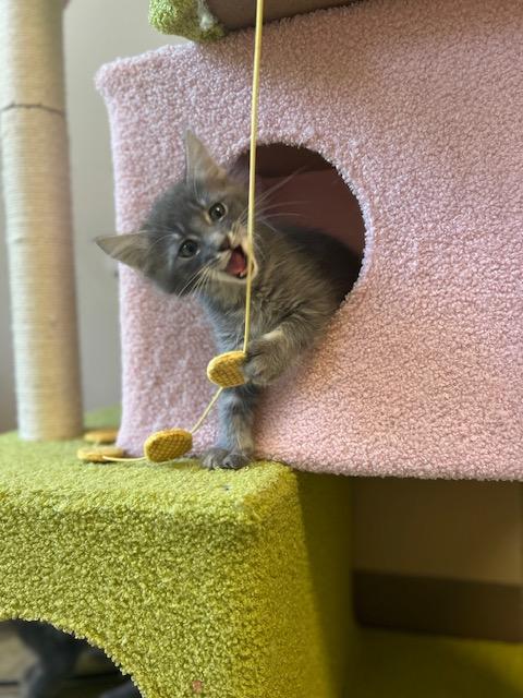 Irving B, Adopted, Kitten Male Domestic Long Hair.