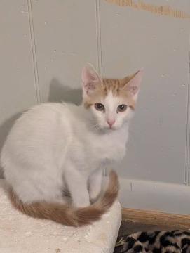 Enlarge Cheddar Puff, a Adoptable mixed breed in Little Rock, AR image 1/1