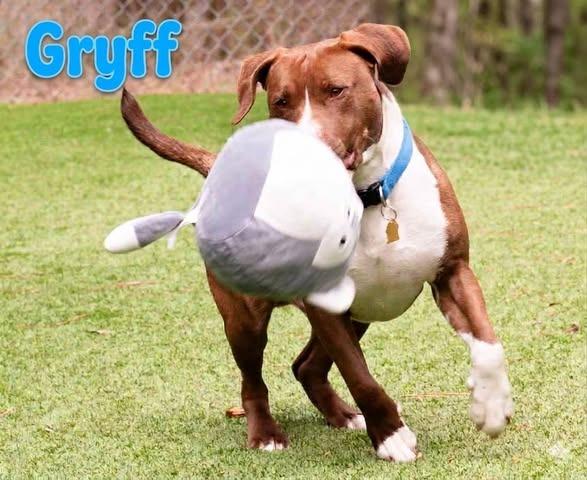 Gryff, Adoptable, Adult Male Labrador Retriever & Terrier.