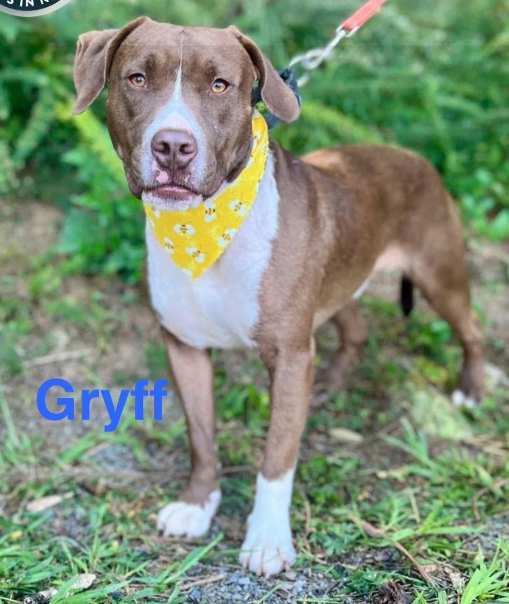 Enlarge Gryff, a Adoptable mixed breed in Ellijay, GA image 1/1