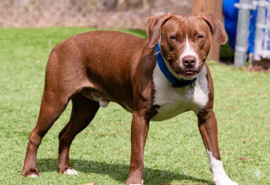 Enlarge Gryff, a Adoptable mixed breed in Ellijay, GA image 2/3