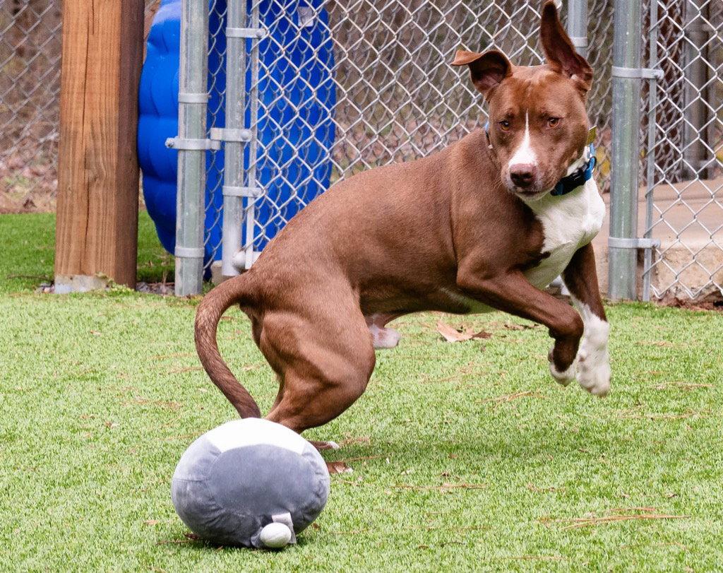 Enlarge Gryff, a Adoptable mixed breed in Ellijay, GA image 3/3
