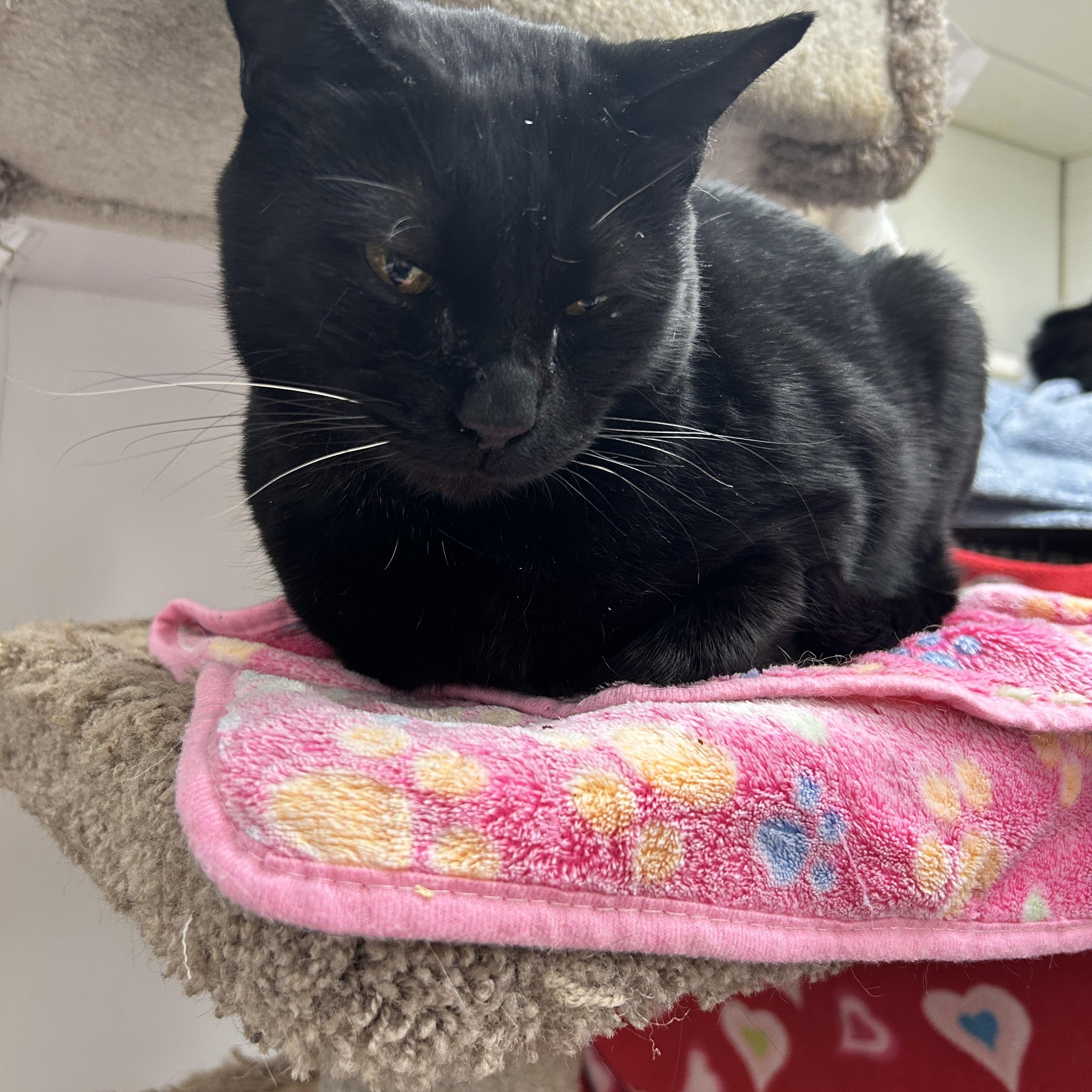 Enlarge Matteo (Bonded with Midge), a Adoptable Domestic Short Hair in Maple Ridge, BC image 6/6