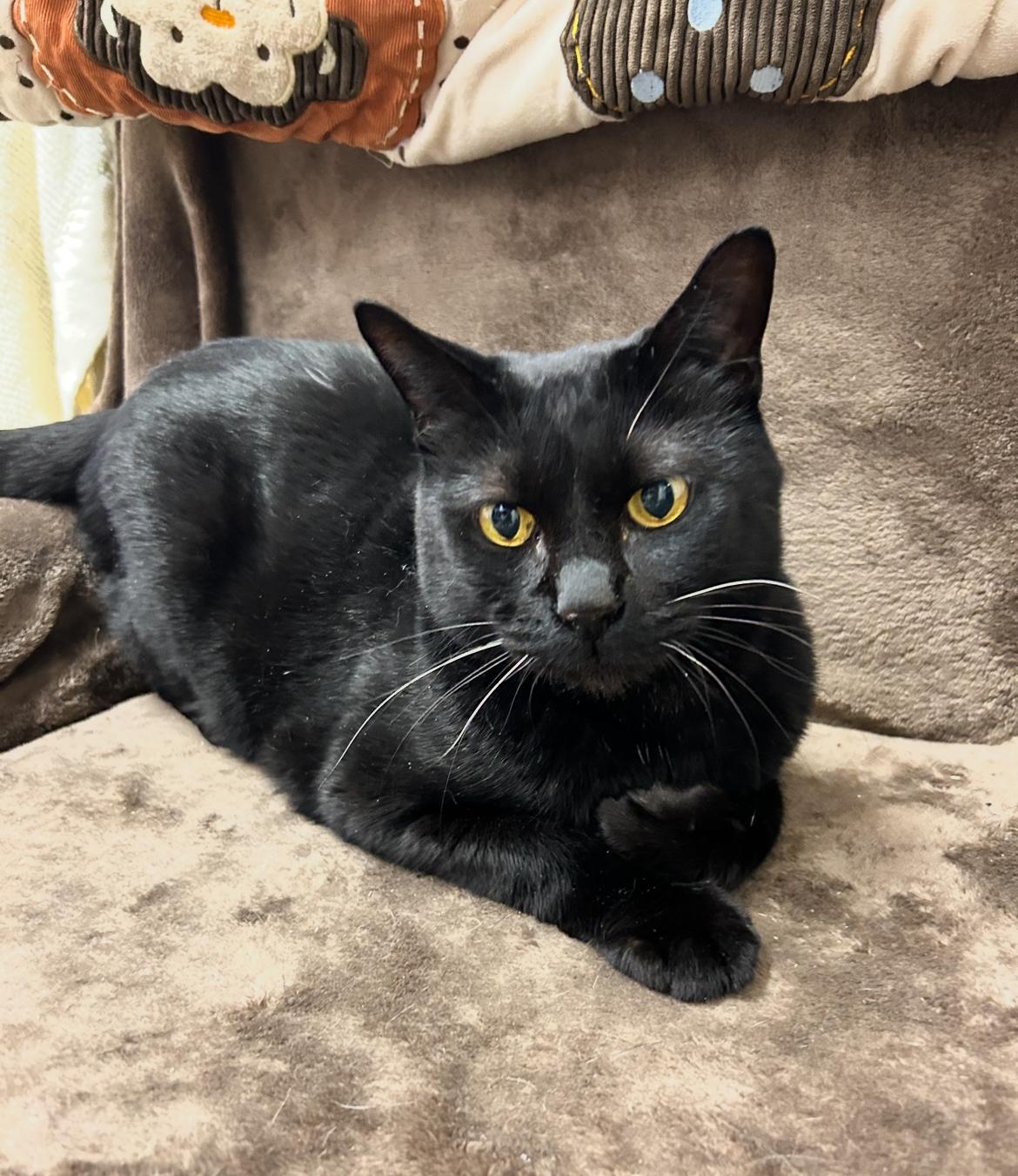 Enlarge Matteo (Bonded with Midge), a Adoptable Domestic Short Hair in Maple Ridge, BC image 2/6