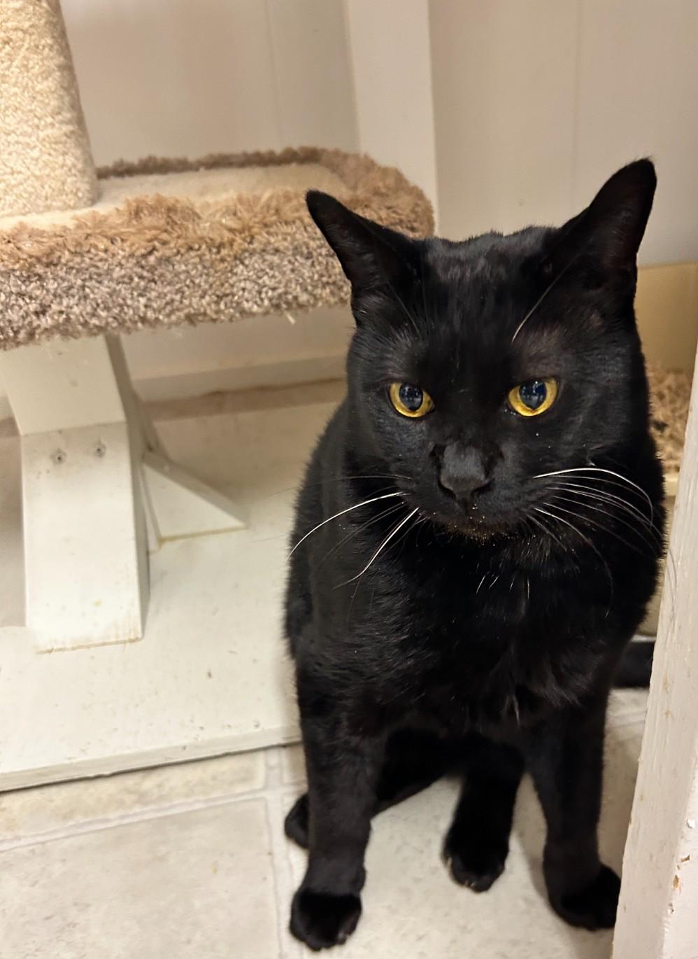 Matteo (Bonded with Midge)