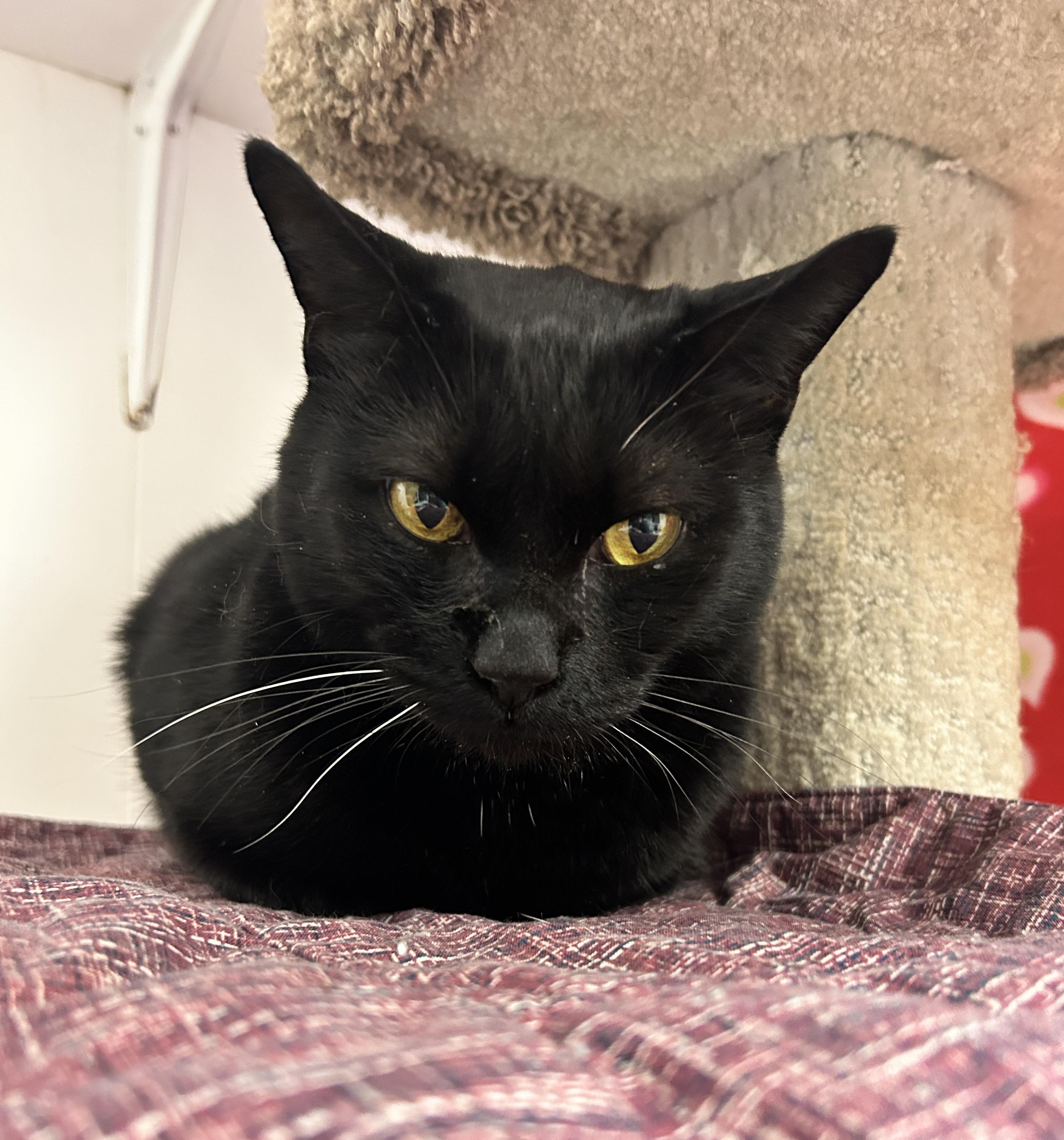 Matteo (Bonded with Midge)