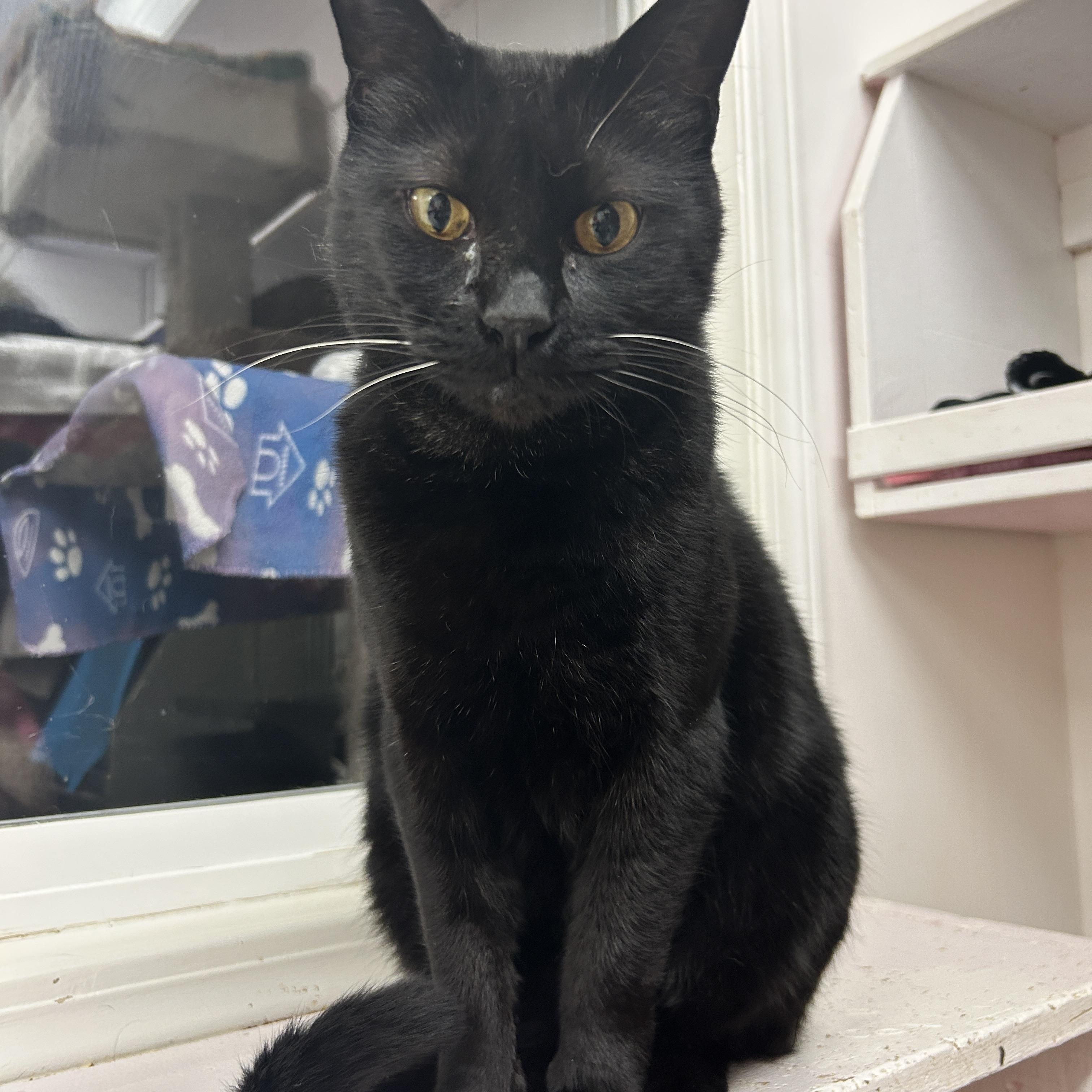 Enlarge Matteo (Bonded with Midge), a Adoptable Domestic Short Hair in Maple Ridge, BC image 1/6