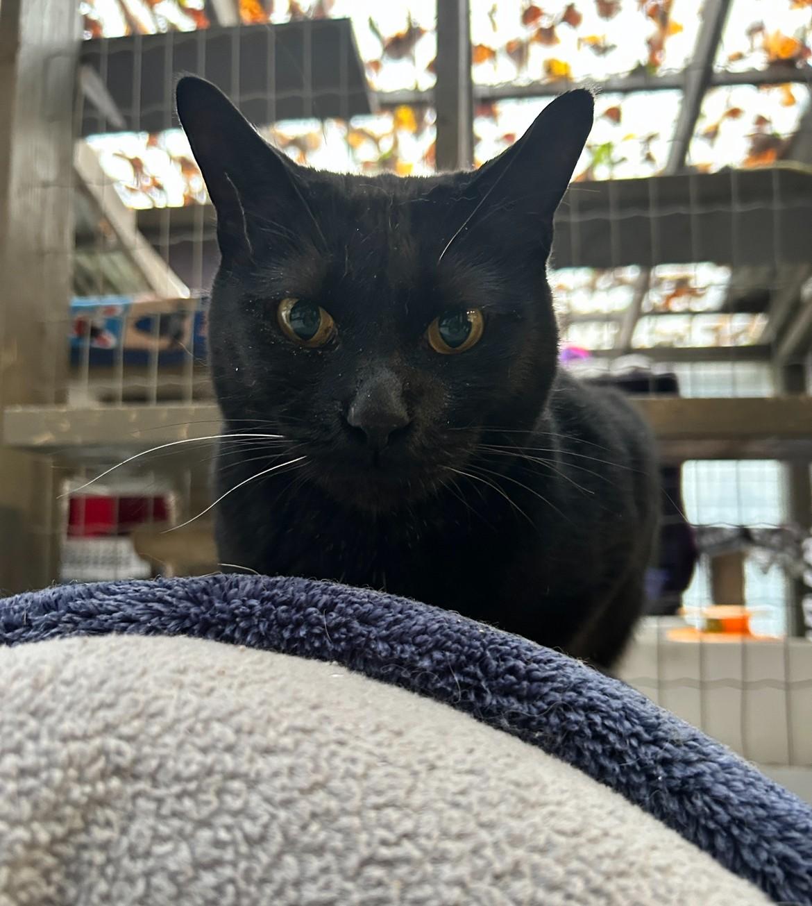 Enlarge Matteo (Bonded with Midge), a Adoptable Domestic Short Hair in Maple Ridge, BC image 3/6