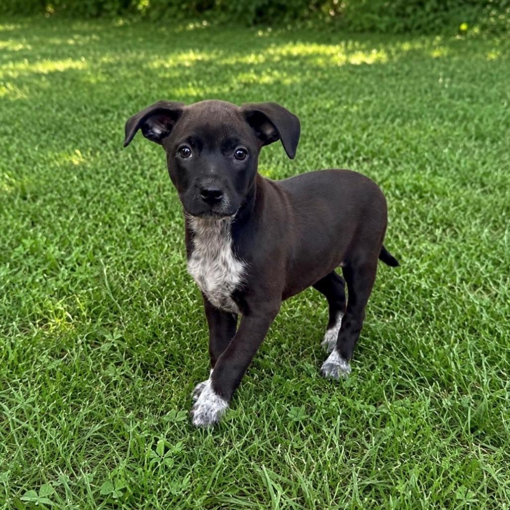 Catniss, Adoptable, Puppy Female Pit Bull Terrier & Mixed Breed.