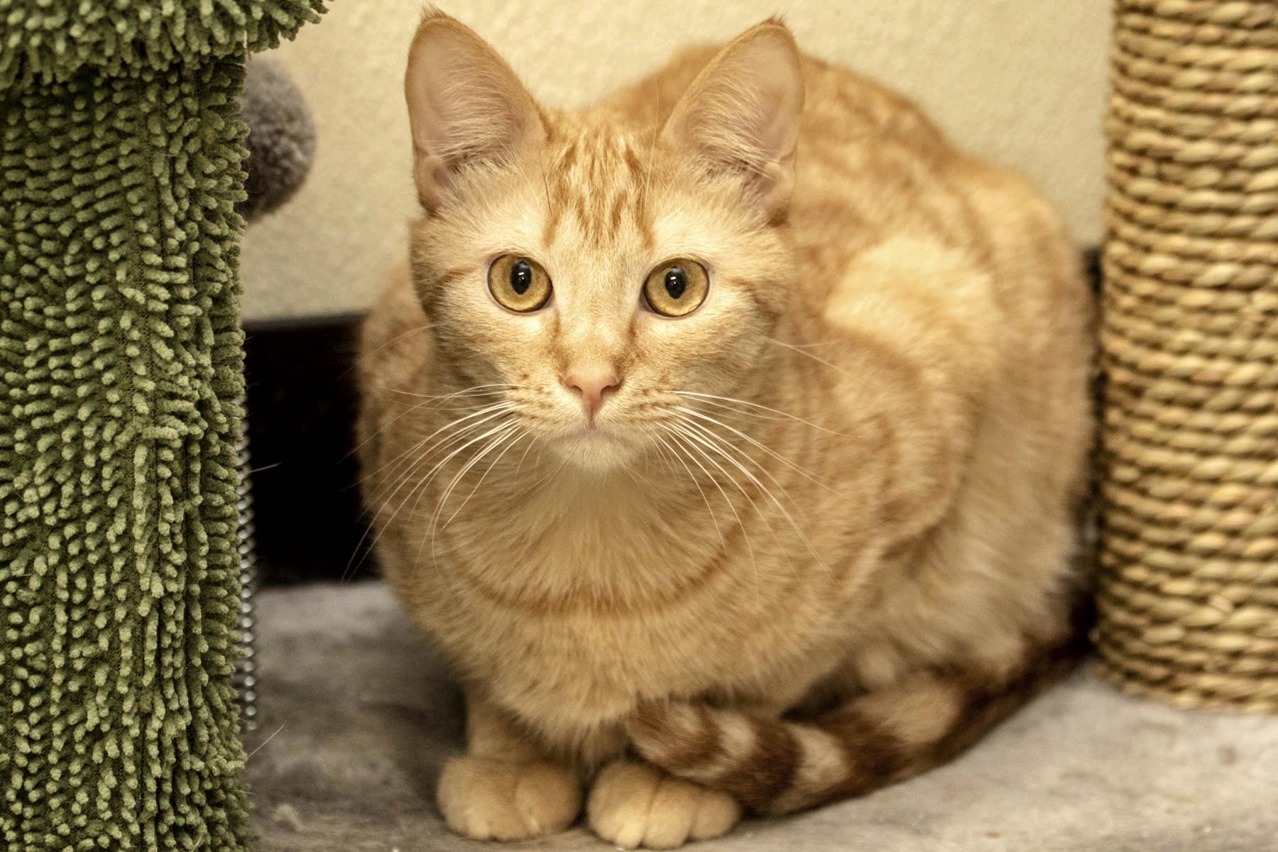 Enlarge Allen, a Adoptable Domestic Short Hair in Cashiers, NC image 2/4