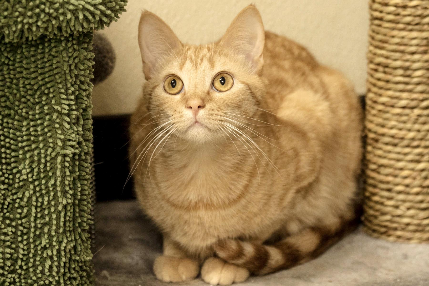 Enlarge Allen, a Adoptable Domestic Short Hair in Cashiers, NC image 4/4