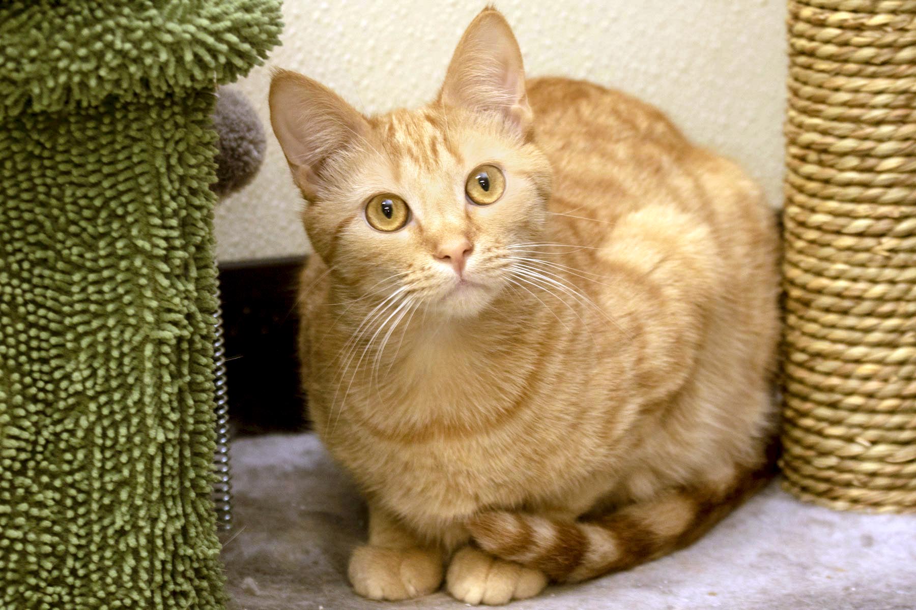 Enlarge Allen, a Adoptable Domestic Short Hair in Cashiers, NC image 1/4