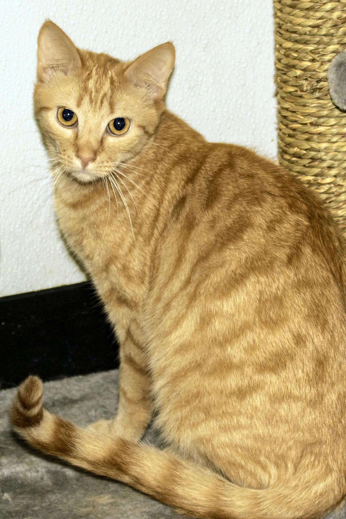 Enlarge Allen, a Adoptable Domestic Short Hair in Cashiers, NC image 3/4