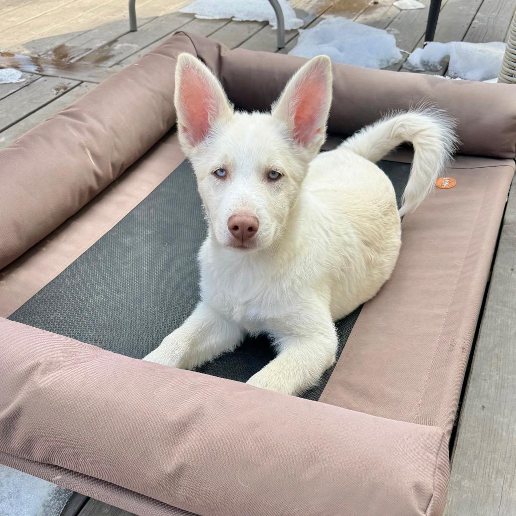 Enlarge Tundra, a Adoptable mixed breed in Chantilly, VA image 1/6