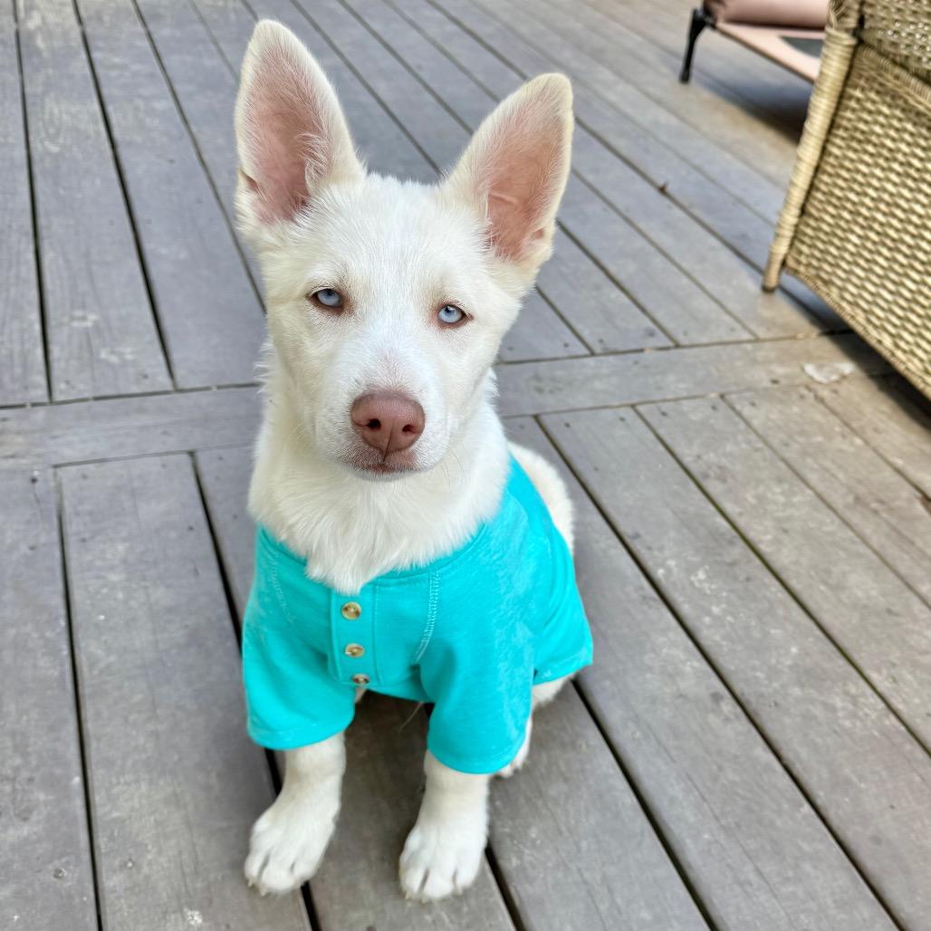 Enlarge Tundra, a Adoptable mixed breed in Chantilly, VA image 2/6