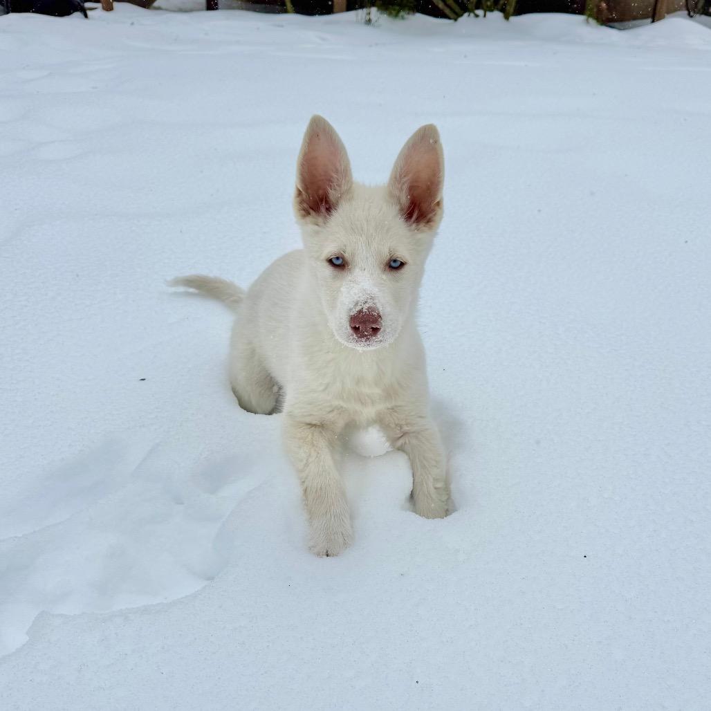 Tundra — thumbnail 3