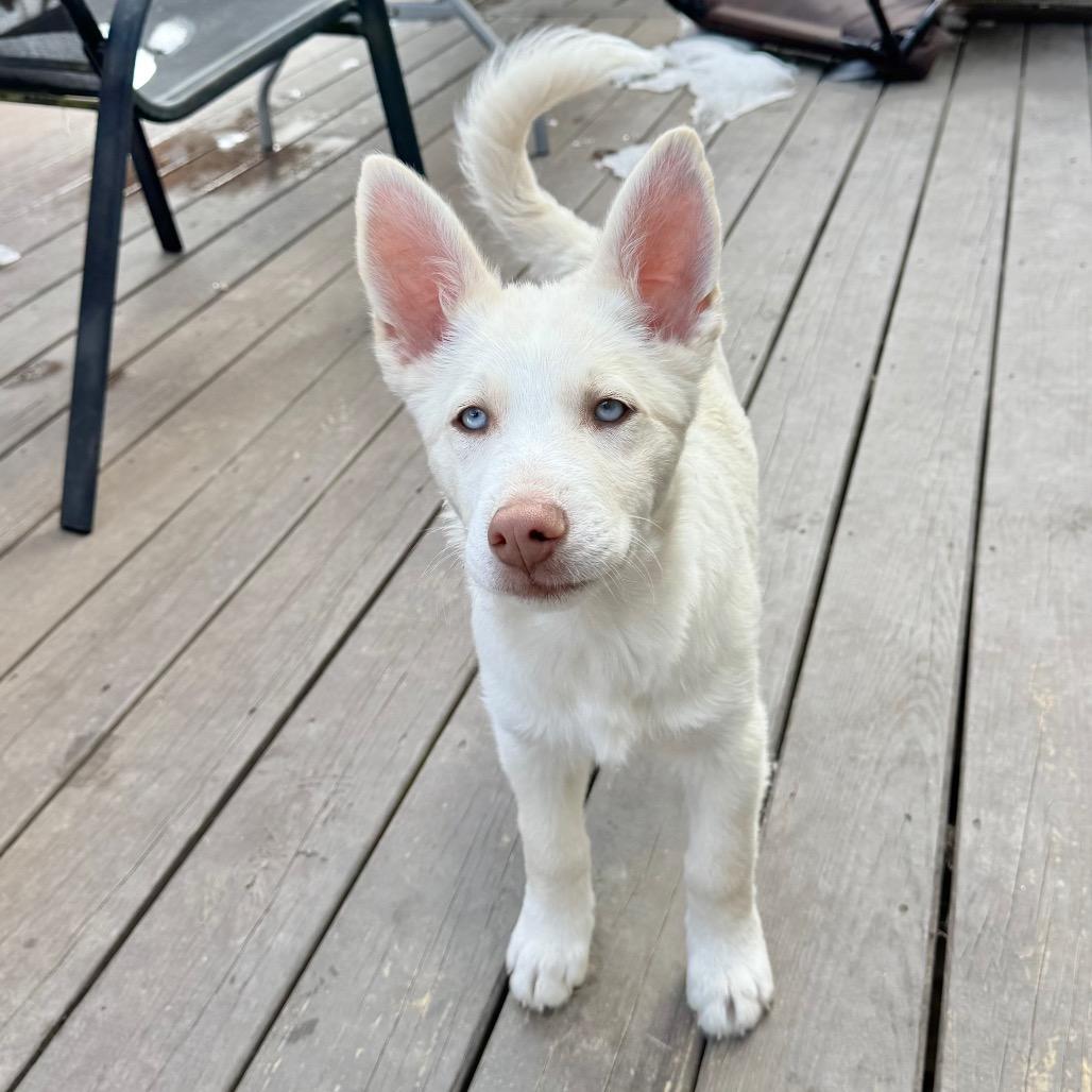 Tundra — thumbnail 4