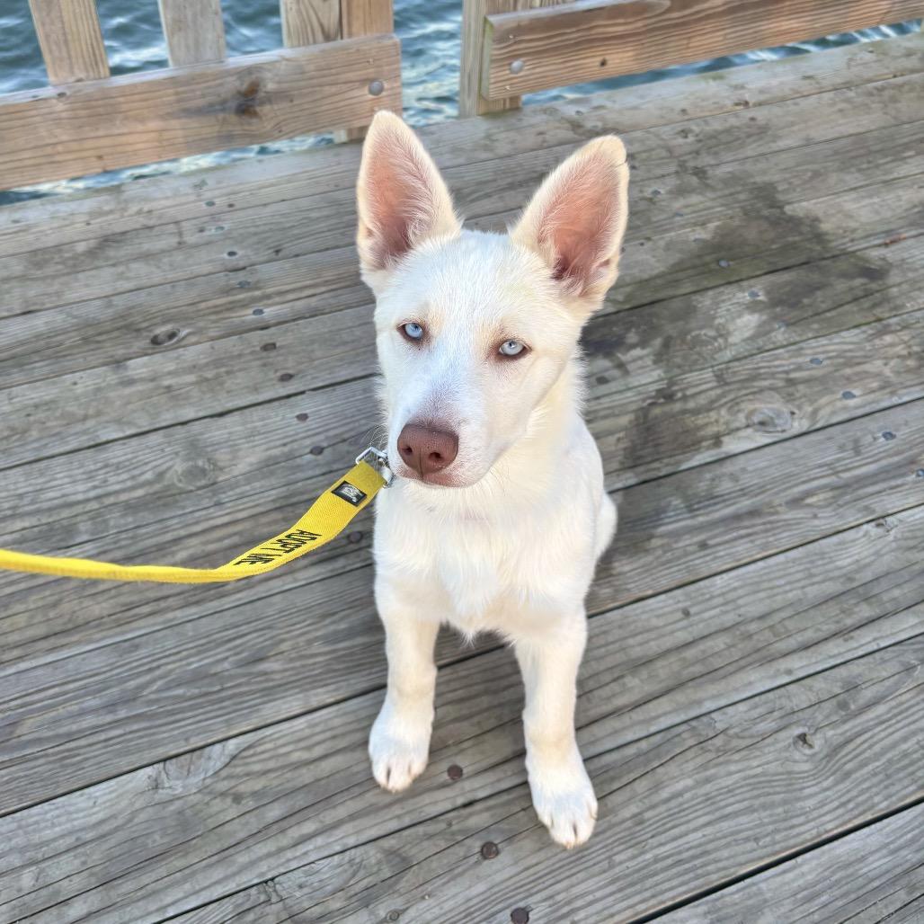 Tundra, Adoptable, Puppy Male Husky & Cattle Dog.