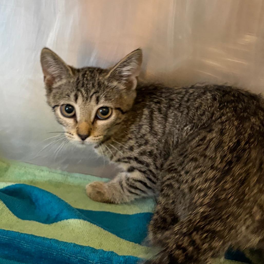 Serrano, Adoptable, Kitten Female Domestic Short Hair.
